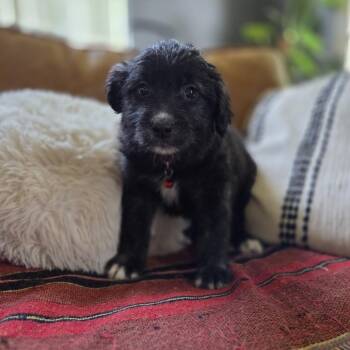 Goldendoodle Dogs Available for Adoption in Chattanooga, Tennessee - Bologna | PetCurious
