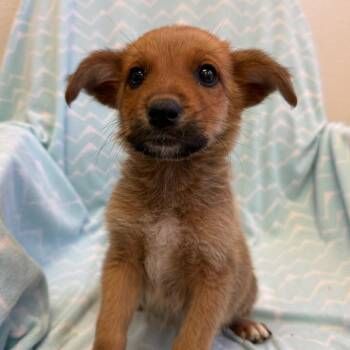 Santa Rosa -  Carolina Dog and Mixed Breed Dog for Adoption in Kanab, Utah - Santa Rosa | PetCurious