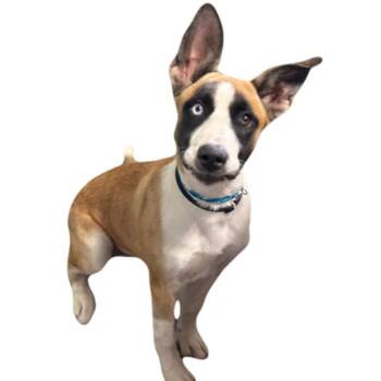 Zelda -  German Shepherd Dog Dog for Adoption in Red Bluff, California - Zelda | PetCurious