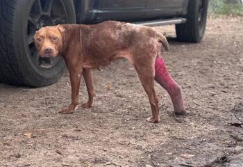 Libi -  American Staffordshire Terrier and Mixed Breed Dog for Adoption in Hortense, Georgia - Libi | PetCurious