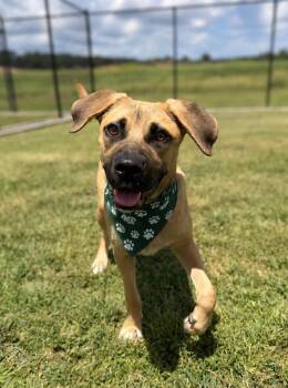 Billy -  Terrier Dog for Adoption in Lafayette, Louisiana - Billy | PetCurious