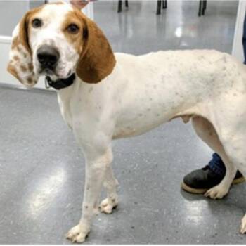 Hound Dogs Available for Adoption - Willie A | PetCurious