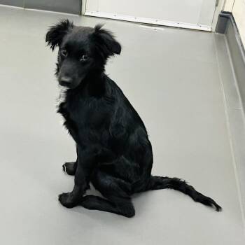 Collie and Mixed Breed Dogs Available for Adoption in Chicago, Illinois - Tommy | PetCurious