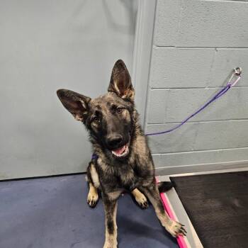 Shepherd Dogs Available for Adoption - Mr Sweety | PetCurious