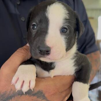 Aighce -  Pit Bull Terrier and Mixed Breed Dog for Adoption in Detroit Lakes, Minnesota - Aighce | PetCurious