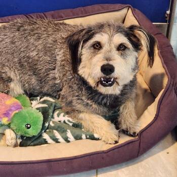 Freckles -  Wirehaired Terrier Dog for Adoption in Walnutport, Pennsylvania - Freckles | PetCurious
