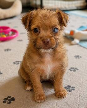 Ruby -  Shih Tzu Dog for Adoption in Douglasville, Georgia - Ruby | PetCurious