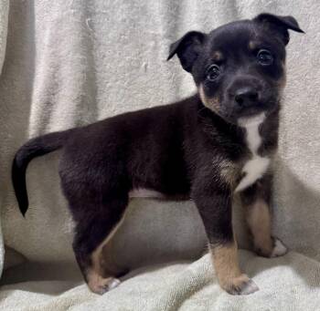 Cattle Dog and Feist Dogs Available for Adoption - Famke | PetCurious