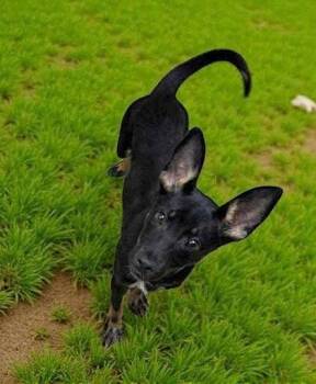 German Shepherd Dog Dogs Available for Adoption in Sullivan, Indiana - Bashful Bear | PetCurious