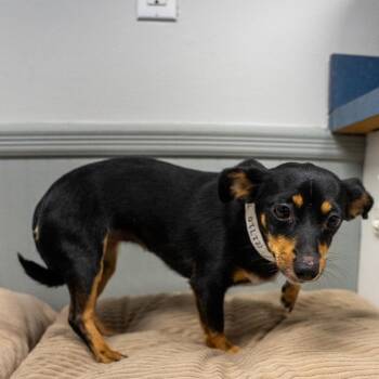 Taquito -  Chihuahua and Dachshund Dog for Adoption in Pawling, New York - Taquito | PetCurious
