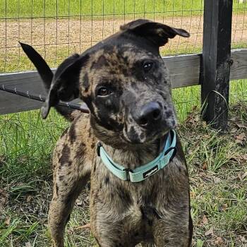 Catahoula Leopard Dog Dogs Available for Adoption in Cleveland, Texas - Josh | PetCurious