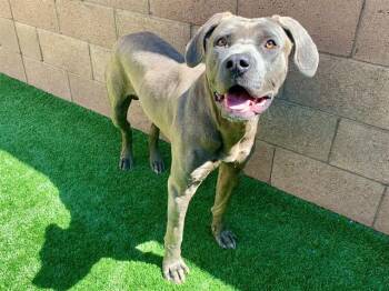 Pit Bull Terrier Dogs Available for Adoption in San Marcos, California - SAVE ME PLEASE! Kiefer #A550535 | PetCurious