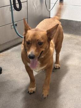 YOSEMITE -  Cardigan Welsh Corgi Dog for Adoption - YOSEMITE | PetCurious