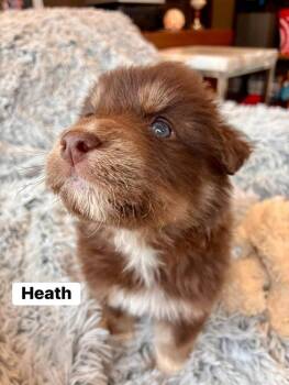 Border Collie Dogs Available for Adoption - Heath (AL) | PetCurious