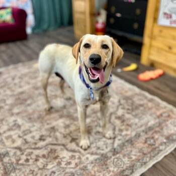 Yellow Labrador Retriever and Labrador Retriever Dogs Available for Adoption in Friendswood, Texas - Lacie Love The Fun Loving Family Lab | PetCurious