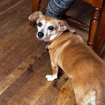 Daisy 5890 D -  Dachshund and Miniature Pinscher Dog for Adoption in Frankfort, Kentucky - Daisy 5890 D | PetCurious