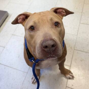 Rescue Mixed Breed Dogs for Adoption in Columbiana, Alabama - Cider | PetCurious