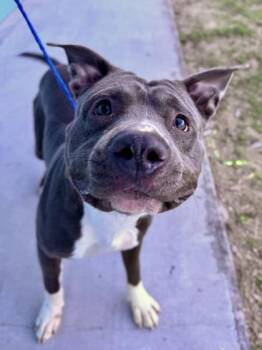 Fella (in Foster) -  Pit Bull Terrier and Mixed Breed Dog for Adoption in New Orleans, Louisiana - Fella (in Foster) | PetCurious
