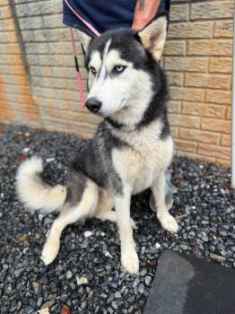 Ranger -  Husky Dog for Adoption in Lovingston, Virginia - Ranger | PetCurious