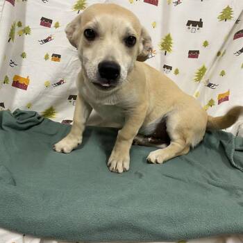 MELVIN -  Labrador Retriever Dog for Adoption in Modesto, California - MELVIN | PetCurious