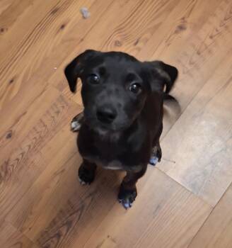 Rescue Terrier Dogs for Adoption in Marion, North Carolina - Mia | PetCurious