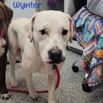 Labrador Retriever Dogs Available for Adoption - Wynter | PetCurious