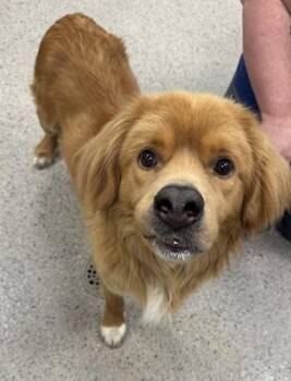Nakowa -  Nova Scotia Duck Tolling Retriever and Mixed Breed Dog for Adoption in Fishers, Indiana - Nakowa | PetCurious
