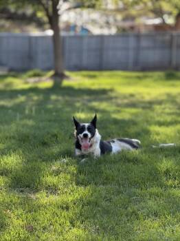 Moose -  Border Collie Dog for Adoption in Denver, Colorado - Moose | PetCurious