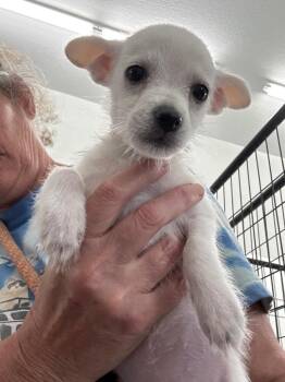 Cash -  Chihuahua and Mixed Breed Dog for Adoption in St. Augustine, Florida - Cash | PetCurious