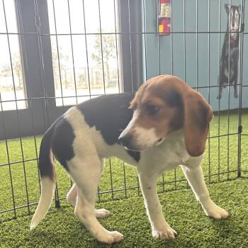 AKG6 0619 -  Beagle Dog for Adoption in Loxahatchee Groves, Florida - AKG6 0619 | PetCurious
