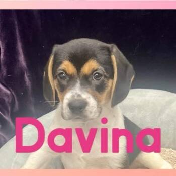 Rescue Beagle and Hound Dogs for Adoption in Washington, Pennsylvania - Davina | PetCurious