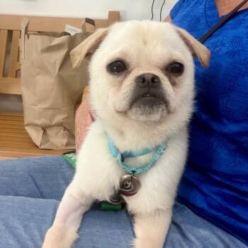 LOVE BUG -  Pug and Mixed Breed Dog for Adoption in Richmond, California - LOVE BUG | PetCurious