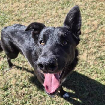 Shepherd and Belgian Shepherd Malinois Dogs Available for Adoption - Jack | PetCurious