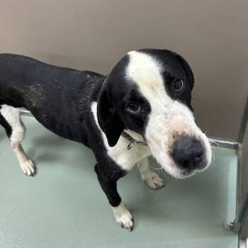 Coonhound Dogs Available for Adoption in Lyndhurst, Virginia - "Kingsley" | PetCurious