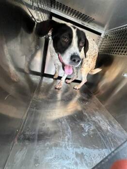 HARLEY -  Pointer and Mixed Breed Dog for Adoption in Oklahoma City, Oklahoma - HARLEY | PetCurious