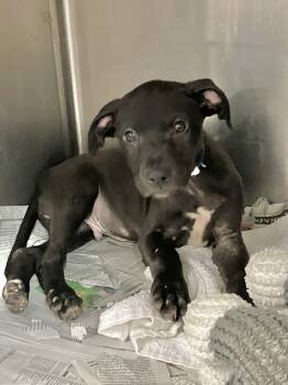 Chance -  Labrador Retriever Dog for Adoption in Parma, Ohio - Chance | PetCurious