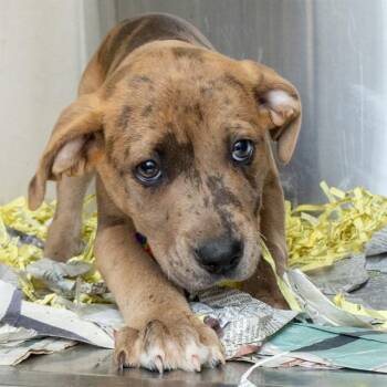 Catahoula Leopard Dog and Mixed Breed Dogs Available for Adoption in St. Louis, Missouri - BOBAY | PetCurious