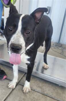 Jethro - URGENT -  Staffordshire Bull Terrier Dog for Adoption in Thousand Oaks, California - Jethro - URGENT | PetCurious