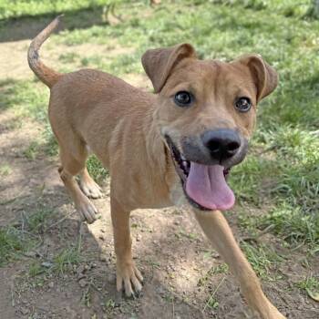 Judy -  Australian Cattle Dog Blue Heeler and Labrador Retriever Dog for Adoption in Anderson, Indiana - Judy | PetCurious