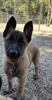 Rescue Belgian Shepherd Malinois and Mixed Breed Dogs for Adoption in Burlington, Wisconsin - Sleepy Hollow | PetCurious