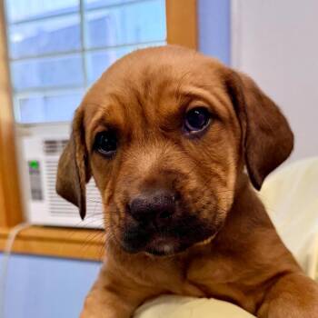 Puppy 6 -  Mixed Breed Dog for Adoption in Redwood Valley, California - Puppy 6 | PetCurious