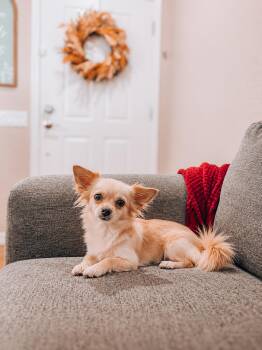 Maizey -  Chihuahua and Papillon Dog for Adoption in Goodyear, Arizona - Maizey | PetCurious