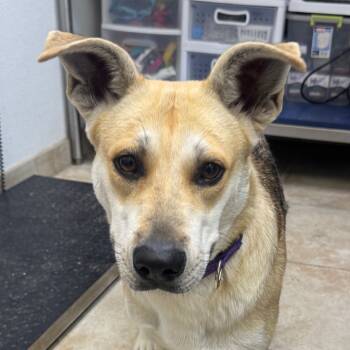 Rescue German Shepherd Dog and Mixed Breed Dogs for Adoption in Galveston, Texas - Morgana | PetCurious