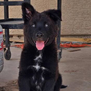 Shepherd and Border Collie Dogs Available for Adoption in Phoenix, Arizona - Memphis | PetCurious