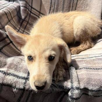 CT Bucatini -  Shepherd and Husky Dog for Adoption in Eastford, Connecticut - CT Bucatini | PetCurious