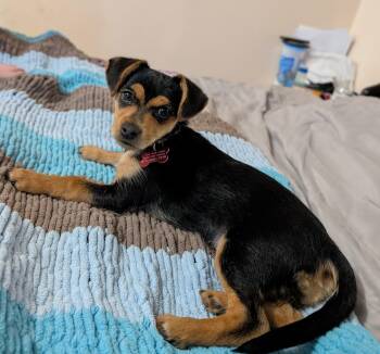 Chihuahua Dogs Available for Adoption in Roxbury Township, New Jersey - Pippa  | PetCurious