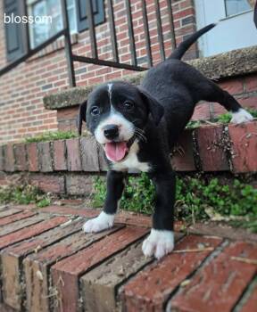 Mixed Breed Dogs Available for Adoption - Blossom | PetCurious