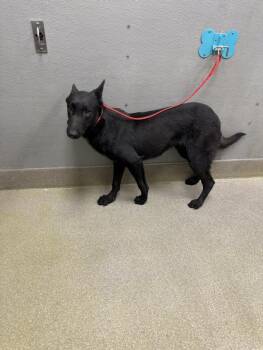 Belgian Shepherd Malinois Dogs Available for Adoption - KING GEORGE | PetCurious