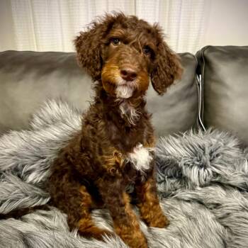 Hershey -  Standard Poodle and Mixed Breed Dog for Adoption in Little Rock, Arkansas - Hershey | PetCurious