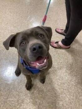 Labrador Retriever Dogs Available for Adoption in Silver Spring, Maryland - Mixel | PetCurious